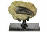 Tyrannosaur Tooth in Rock With Display Stand - Montana #113634-2